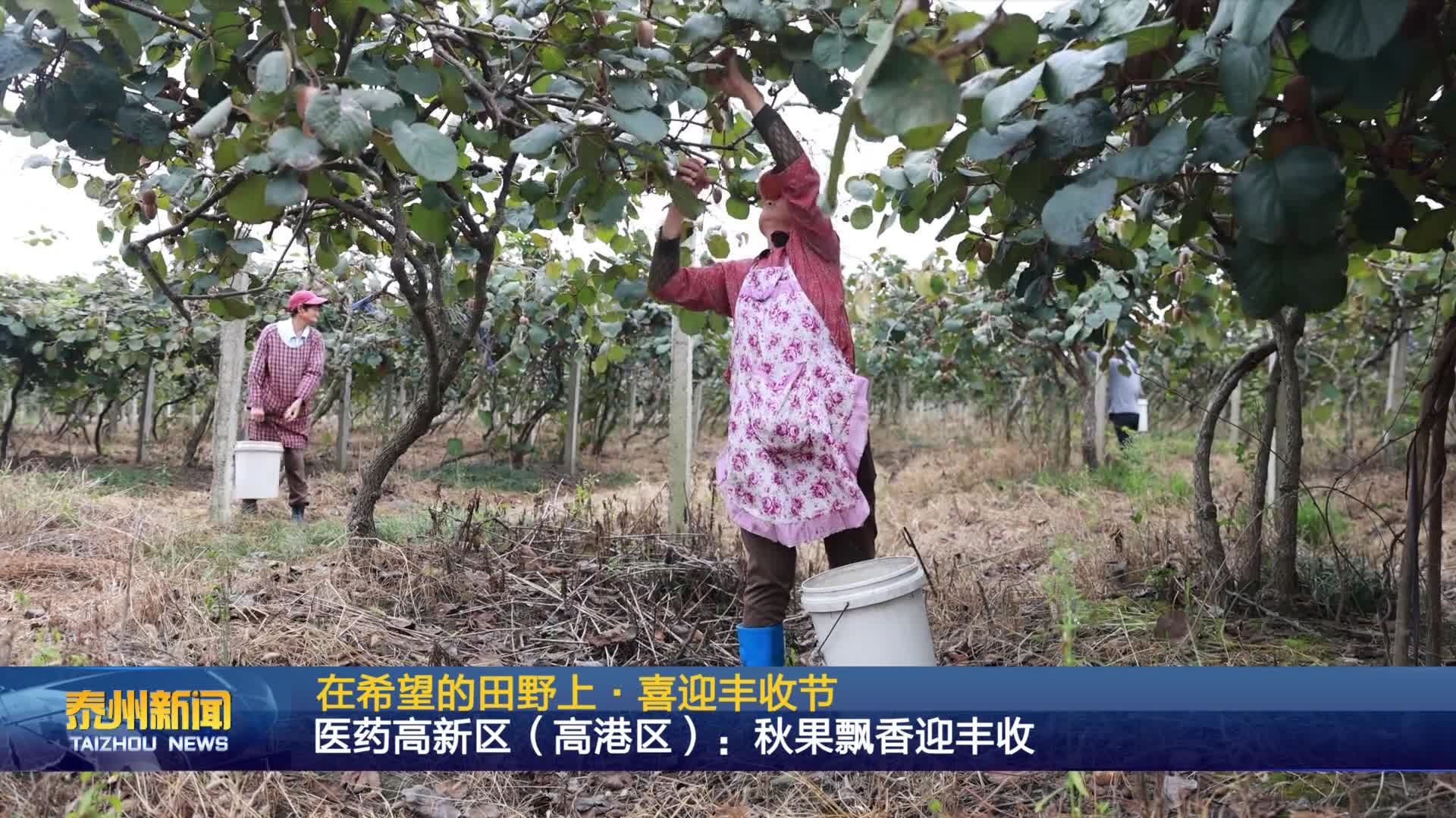 在希望的田野上 喜迎丰收节  医药高新区（高港区）：秋果飘香迎丰收